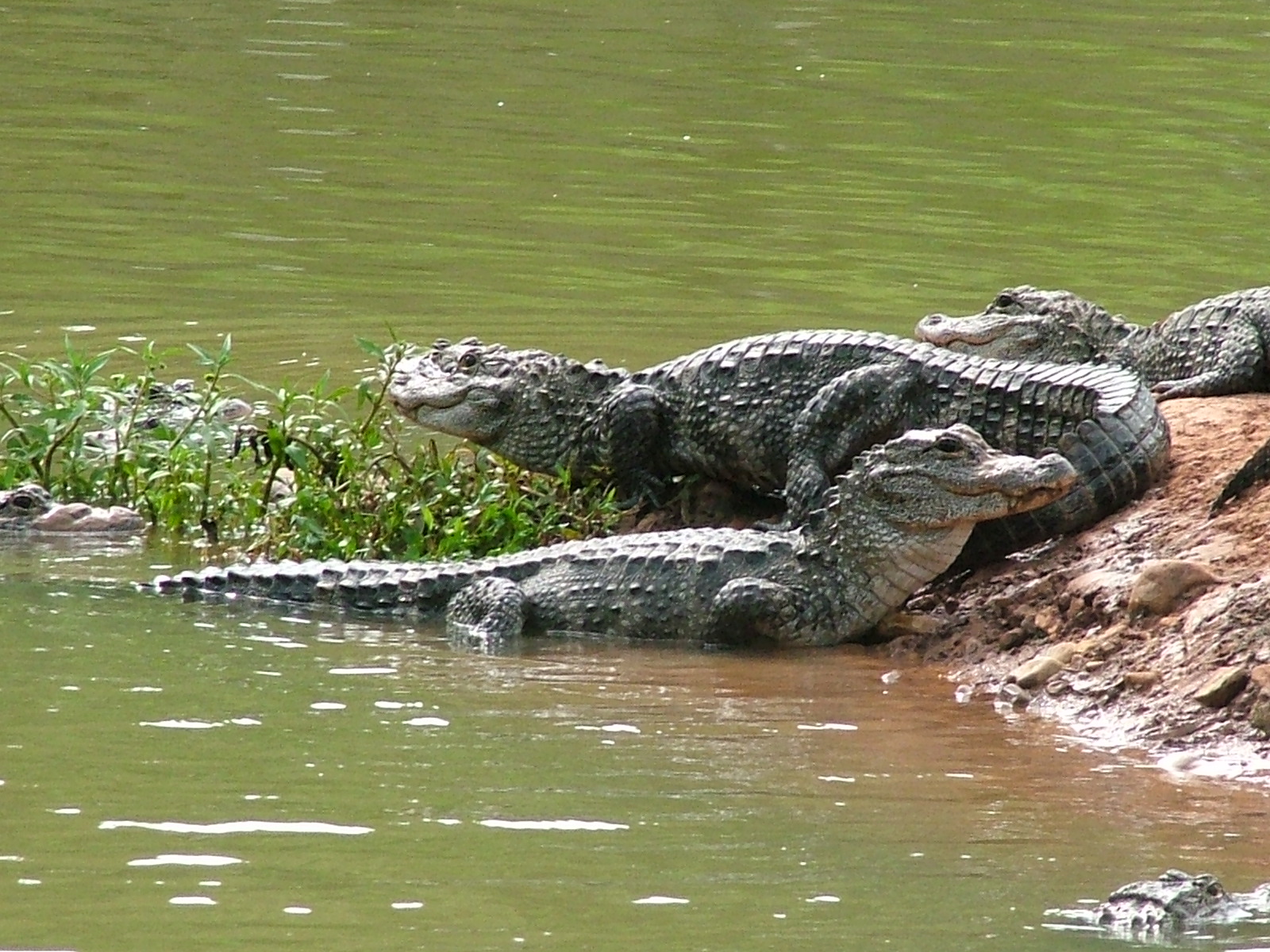/assets/contentimages/Alligator_sinensis.jpg