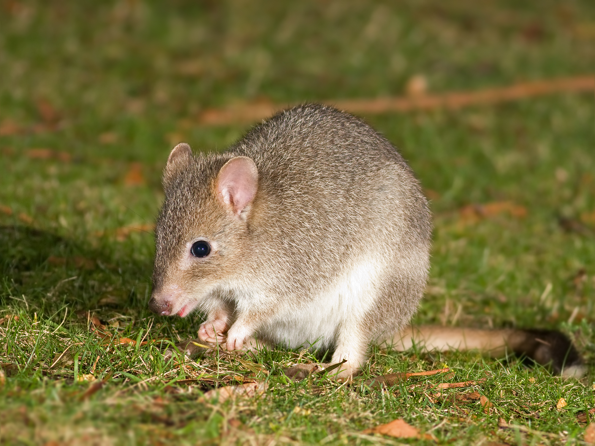 http://www.net4info.de/photos/cpg/albums/userpics/10002/Bettongia_gaimardi.jpg