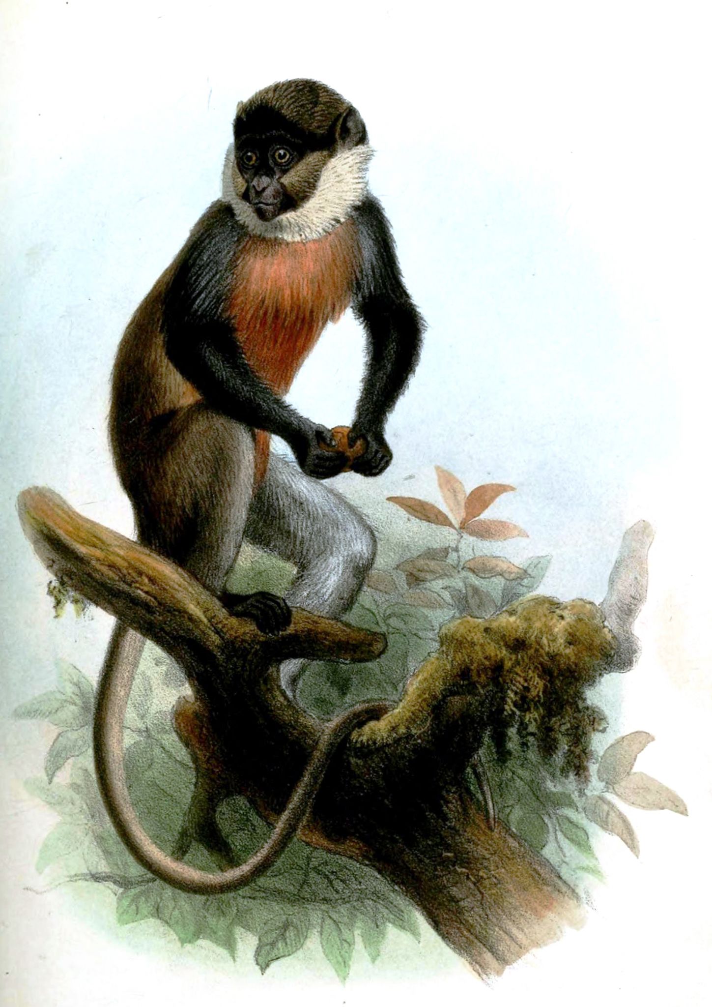 http://www.net4info.de/photos/cpg/albums/userpics/10002/Cercopithecus_diana.jpg