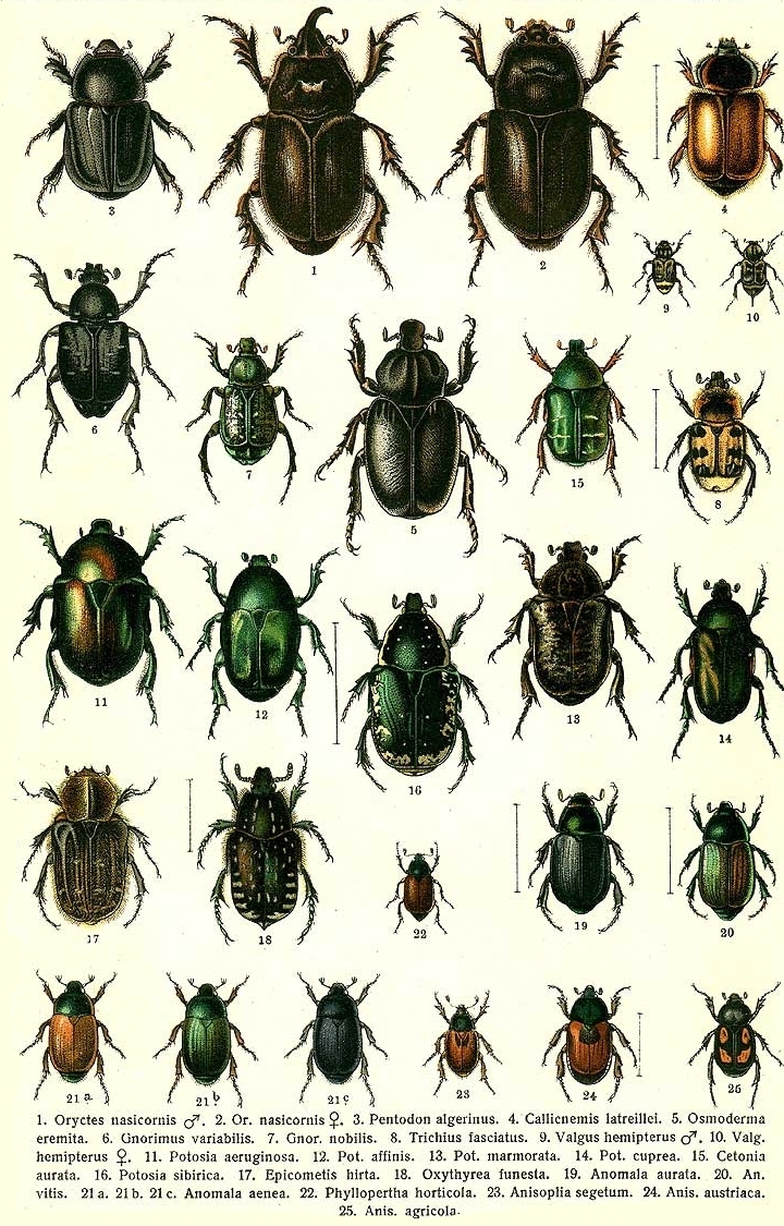 /assets/contentimages/Coleoptera.jpg