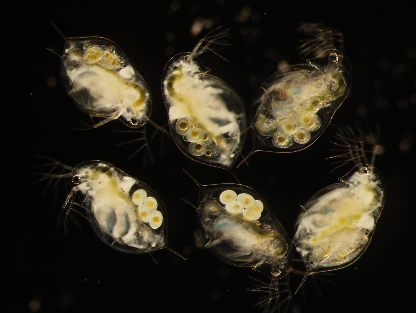 /assets/contentimages/Daphnia~0.jpg