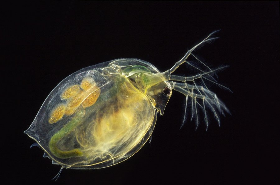 /assets/contentimages/Daphnia.jpg