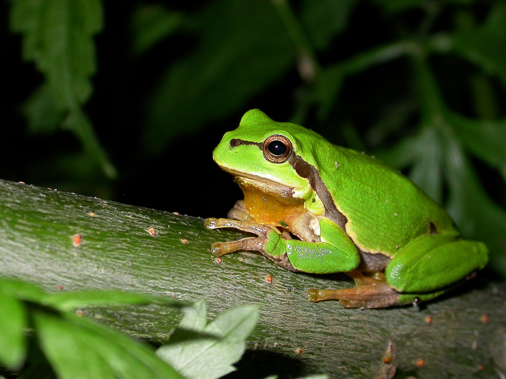 /assets/contentimages/Hyla_arborea.jpg