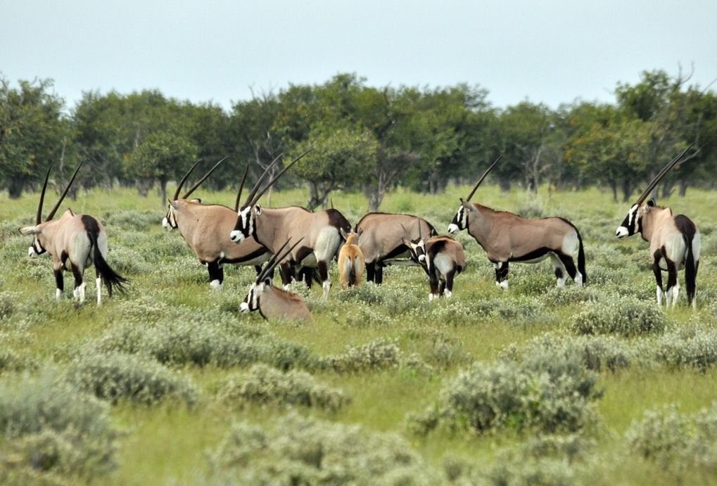 /assets/contentimages/Kalahari_Gemsbok_National_Park.jpg