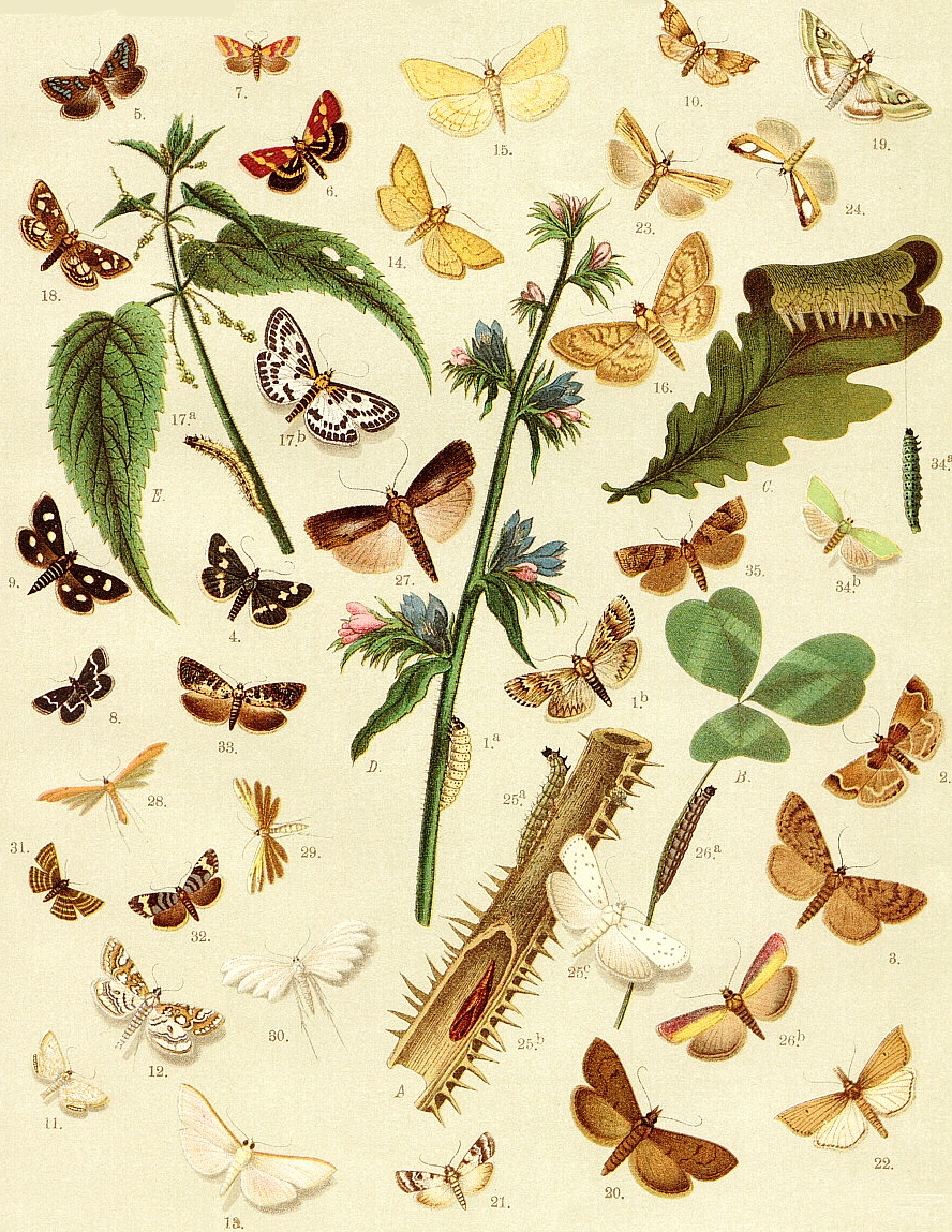 /assets/contentimages/Lepidoptera.jpg