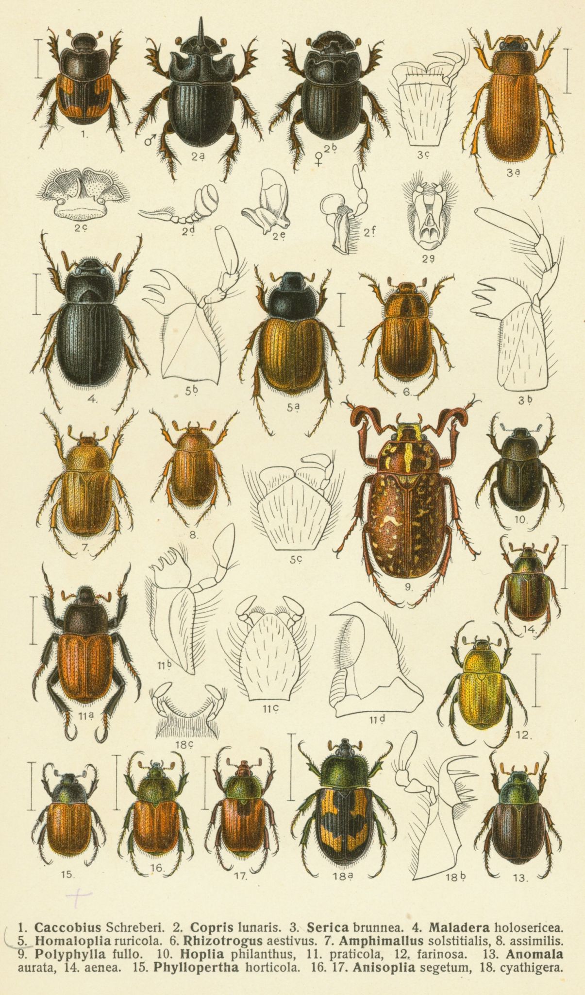 /assets/contentimages/Scarabaeidae.jpg