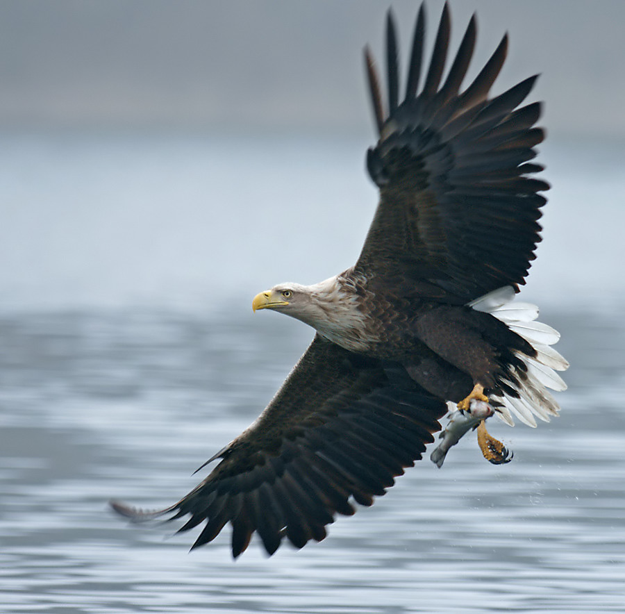 /assets/contentimages/Seeadler.jpg