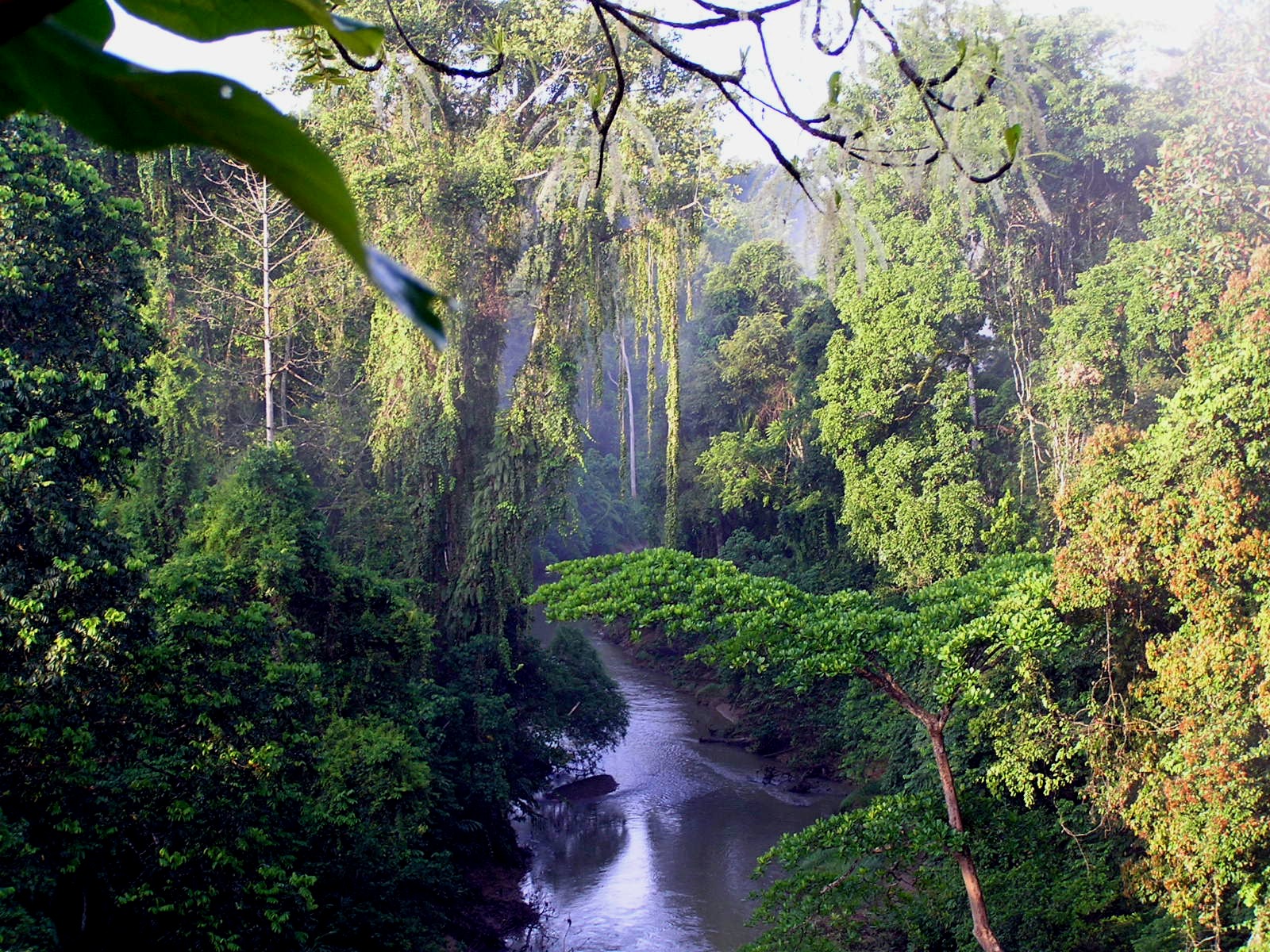 http://www.net4info.de/albums/albums/userpics/10003/Tropische_Regenwalder_auf_Sumatra.jpg