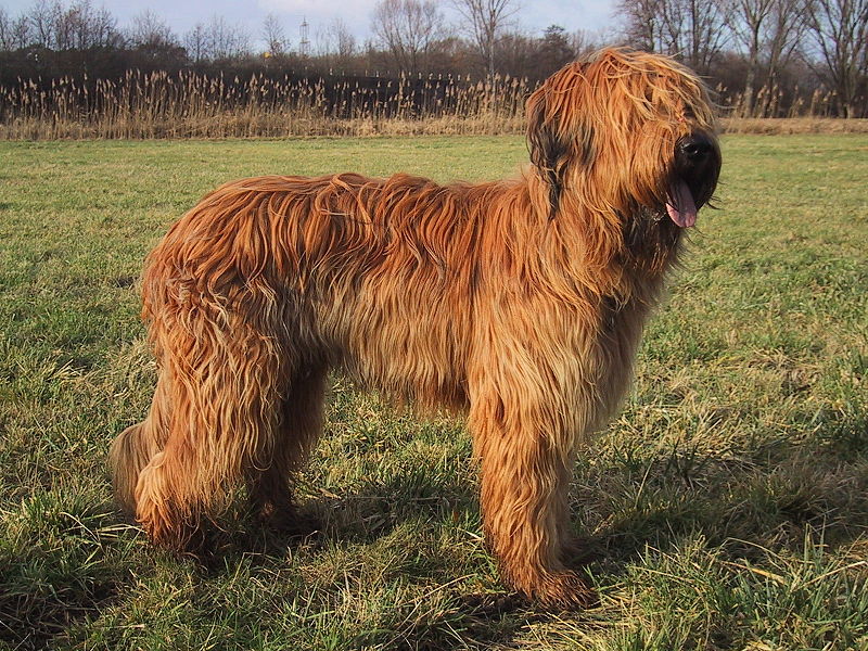 /assets/contentimages/briard.JPG