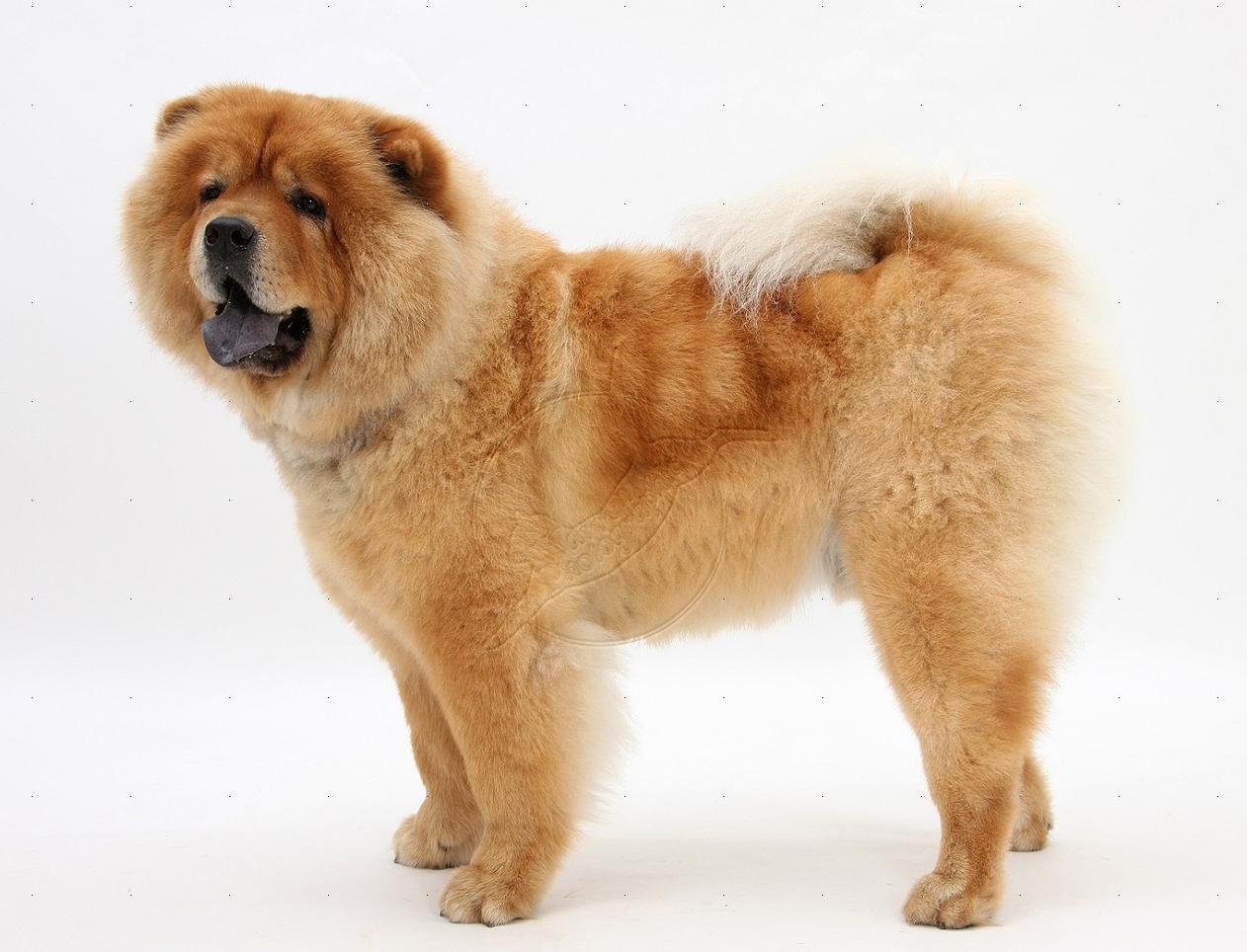 /assets/contentimages/chow-chow.jpg