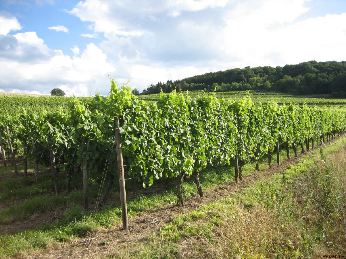 /assets/contentimages/wein_reben_herbst_pfalz.jpg